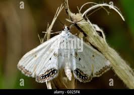 Attēlu rezultāti vaicājumam “Cataclysta lemnata”