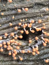 Attēlu rezultāti vaicājumam “Hemitrichia decipiens”