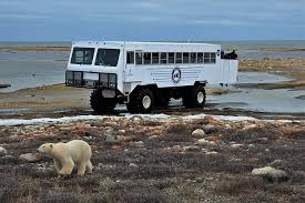 Image result for tundra buggy