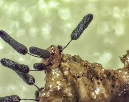 Attēlu rezultāti vaicājumam “Stemonitopsis aequalis var. microspora”