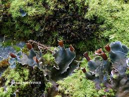 Attēlu rezultāti vaicājumam “Peltigera polydactylon”