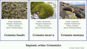 Attēlu rezultāti vaicājumam “Seligeria donniana”