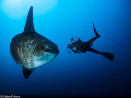 Image result for Mola mola