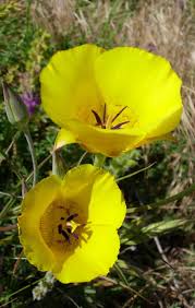 Attēlu rezultāti vaicājumam “Clavulinopsis cinerioides”