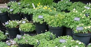 Attēlu rezultāti vaicājumam “Anemone x lipsiensis leaf”