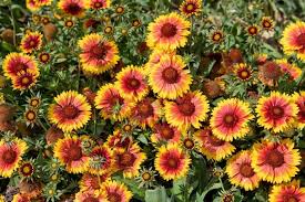 Image result for Gaillardia