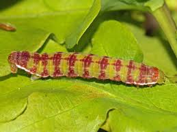 Attēlu rezultāti vaicājumam “Epirrita sp.”