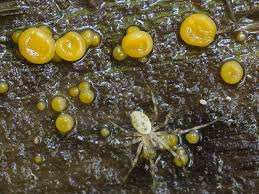 Attēlu rezultāti vaicājumam “Miladina lecithina”