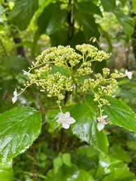 Attēlu rezultāti vaicājumam “Hydrangea arborescens”