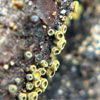 Attēlu rezultāti vaicājumam “Dicranella staphylina cells”