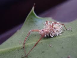 Attēlu rezultāti vaicājumam “Torrubiella arachnophila”