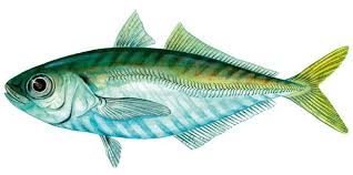 Image result for Trachurus trachurus