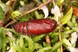 Attēlu rezultāti vaicājumam “Cerastis rubricosa”