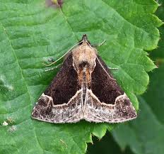 Attēlu rezultāti vaicājumam “Hypena crassalis”