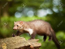 Attēlu rezultāti vaicājumam “Martes foina”