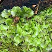 Attēlu rezultāti vaicājumam “Pellia epiphylla”