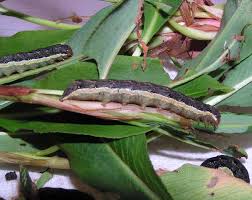 Attēlu rezultāti vaicājumam “Mamestra brassicae pupa”