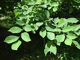 Attēlu rezultāti vaicājumam “Cladrastis kentukea leaf”