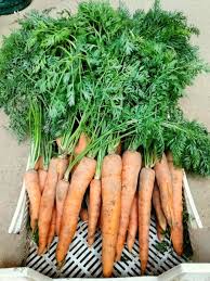 Image result for Möhren