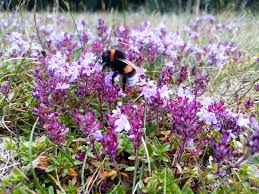 Attēlu rezultāti vaicājumam “Thymus serpyllum”