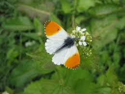 Attēlu rezultāti vaicājumam “Anthocharis cardamines underside”
