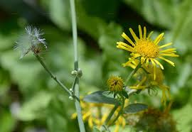 Attēlu rezultāti vaicājumam “Inula britannica bud”