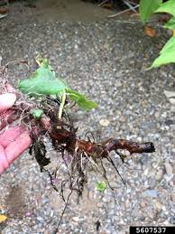 Attēlu rezultāti vaicājumam “Reynoutria sachalinensis fruit”