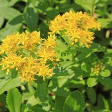 Attēlu rezultāti vaicājumam “Sedum aizoon”