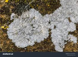 Attēlu rezultāti vaicājumam “Lecanora muralis”