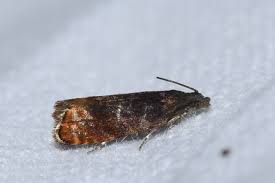 Attēlu rezultāti vaicājumam “Pammene rhediella”