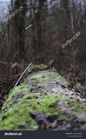 Attēlu rezultāti vaicājumam “Brachythecium rutabulum”