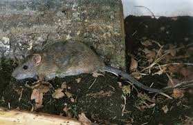 Attēlu rezultāti vaicājumam “Rattus norvegicus”