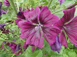 Image result for Malve