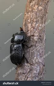 Attēlu rezultāti vaicājumam “Sinodendron cylindricum female”