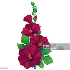 Attēlu rezultāti vaicājumam “Alcea rosea bud”