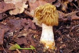 Attēlu rezultāti vaicājumam “Verpa bohemica”