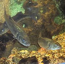 Image result for Dicentrarchus labrax