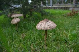 Attēlu rezultāti vaicājumam “Macrolepiota rhacodes var. bohemica”