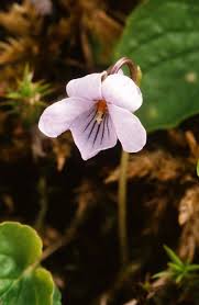 Attēlu rezultāti vaicājumam “Viola epipsila flower”