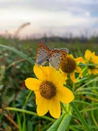 Attēlu rezultāti vaicājumam “Bidens cernua”