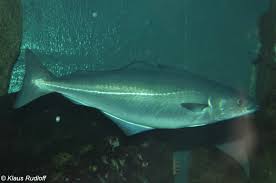 Image result for Pollachius virens