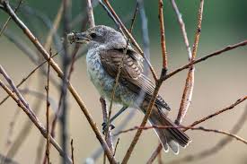 Attēlu rezultāti vaicājumam “Muscicapa striata juvenile”