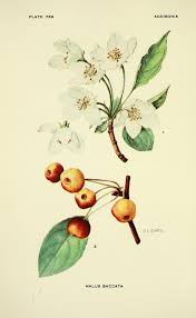 Attēlu rezultāti vaicājumam “Malus mandshurica fruit”