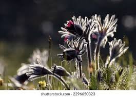 Attēlu rezultāti vaicājumam “Pulsatilla pratensis leaf”