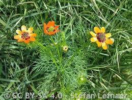 Image result for Adonis aestivalis