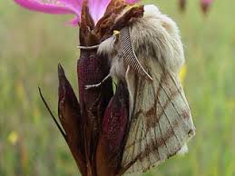 Attēlu rezultāti vaicājumam “Malacosoma castrensis male”