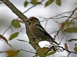 Attēlu rezultāti vaicājumam “Coccothraustes coccothraustes adult”