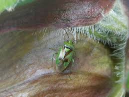 Attēlu rezultāti vaicājumam “Orthops campestris”