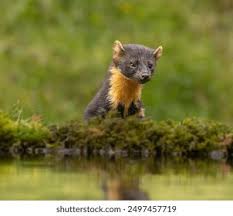 Attēlu rezultāti vaicājumam “Martes martes”