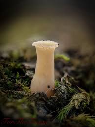 Attēlu rezultāti vaicājumam “Hymenoscyphus fructigenus var. coryli”